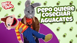 Pepo Quiere Cosechar Aguacates - Bely y Beto