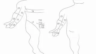 Dermatomes- Draw it to Know it, Neuroanatomy