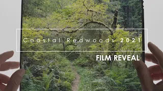 Photographing the Redwoods, Spring 2021: Film Reveal
