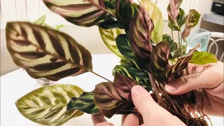 Water Culture Maintenance - Tradescantia, Calathea, Dichorisandra