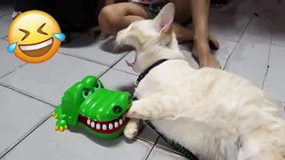 Try Not To Laugh 🤣 Funniest Cats and Dogs Videos 😹🐶 Part 29