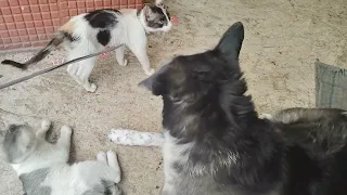 finally enemies became friends 🤝👍🤝👏 Baby and her cute kitty friends are playing with each other #cat