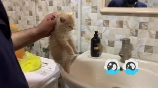 Kitten first bath 🛁