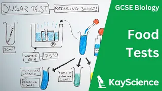 Food Tests Required Practical - GCSE Biology | kayscience.com