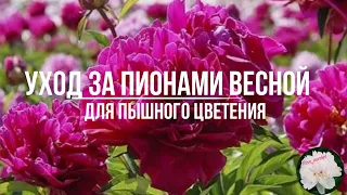 Уход за пионами весной для пышного цветения