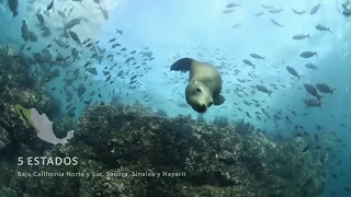 Iniciativa Marina del Golfo de California y Pacífico Sudcaliforniano