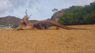 Komodo hungry pushed the deer and ate it with alive