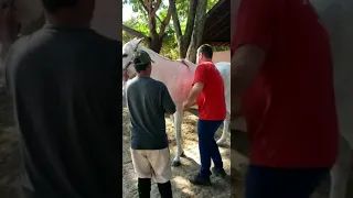 acupuntura em cavalos exame físico antes e depois da sessão de acupuntura