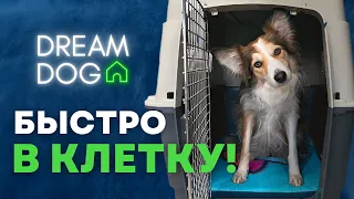 Приучить к клетке 🐶 Как научить щенка оставаться на месте в вольере 🐕 Обучить собаку к переноске 🐩