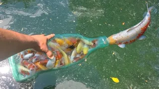 PLASTIC BOTTLE FISH TRAP Catches FISH!!!