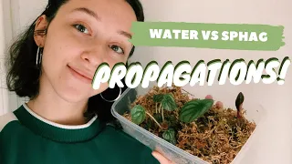 WATER VS SPHAGNUM MOSS PROPAGATION | my house plant propagations + tips