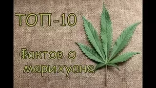 Марихуана (Конопля)  //  Топ 10 фактов о марихуане
