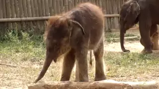 Surprised Baby Elephant