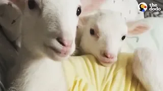 Rescued Lambs Dance Together When They're Happy  | The Dodo