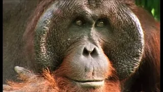 Orangutans Feeding in the Trees | Wild Indonesia | BBC Earth