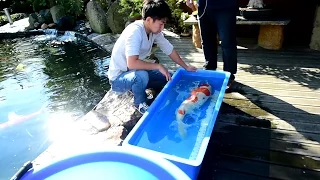 Modern Koi Blog  #1172 - Mit Makoto Konishi bei Alex' Jumbokoi