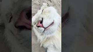 White Lion Big Teeth, Claws & Boops! AMAZING