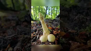 In Großmutters Waldstück wächst ein ungewöhnlicher Pilz 🍄 🤔 #pilz