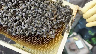 First Inspections of the Year - In The Hive 19.03.24