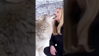 Волк сосется с девушкой 😂