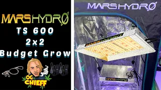 Mars Hydro TS 600 2x2 Budget Grow Tent Setup - Seed to Harvest