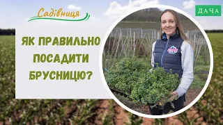 Як правильно посадити брусницю? Як Розмножувати Брусницю?