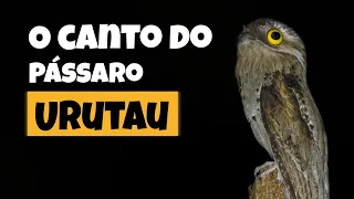 O canto do URUTAU (Nyctibius griseus)| AO VIVO.