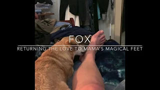 Cute Dog FOX Gives Loving Licks and Kisses to MaMa’s Magical Feet