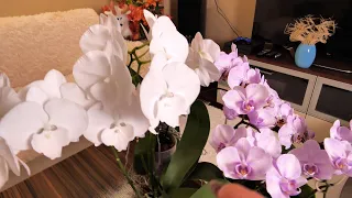 Орхидеи Леопард Принц, Сакуры, Кристальный Биг / Орхидея со стоянки ВЫЖИЛА /Выращиваю ЦЕННЫЙ грунт.