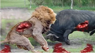 Amazing Wild Animal Attacks Compilation - Lion, Crocodile, Elephant, Hyna, Buffalo, Zebra