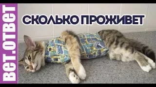 Сколько кошка проживет после удаления опухоли? ВетОтвет