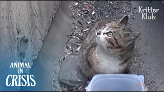 Cat Trapped In A Highway Drain Is Horrified By Cars Running Above Him | Animal in Crisis EP95