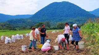 🥔Мої батьки беруть Картоплю.🥔Закарпатський діалект.🥔