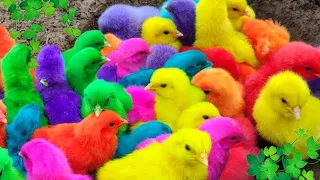 Ayam Warna-warni,Ayam Lucu Dunia,Ayam Seluruh Dunia, Bulu Warna-warni,Hewan Lucu Kelinci 🐤