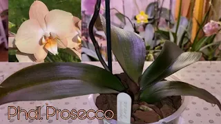 Обзор | Новая Орхидея | Phal. Prosecco; Просекко | Подарок Марины "Мир Цветов и Орхидей"