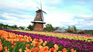 Tulip Time Festival - 2023 | Windmill Island Gardens | Holland, Michigan, USA [4K UHD]