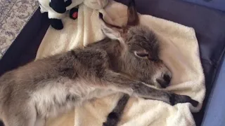 The donkey grew up with the dogs, and he thinks he's a dog, just look at this baby