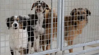 „Tiere sind keine Ware“ – So ernst steht es um Deutschlands Tierheime