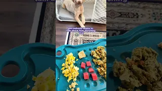 How I feed PICKY Dogs!
