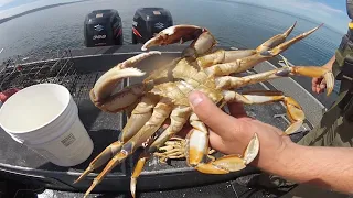 Dungeness crab: The TASTIEST catch on the Washington coast! - KING 5 Evening
