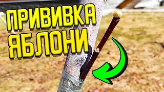 Самая простая ПРИВИВКА ЯБЛОНИ для новичков