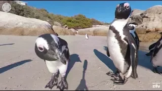 360 VR Penguins in South Africa