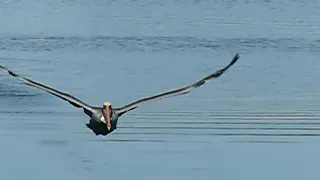 Pelicans Flying in Hi Speed Video