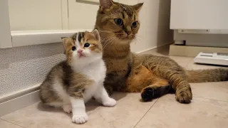 Mother cat Kiki and kitten Nico love the changing area of the bath!