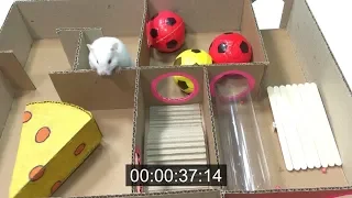 How to Build Maze for Hamster | Build Creative Labyrinth for Rat from Cardboard