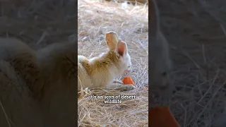 The Fennec Fox: Desert's Cutest Explore