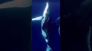 Киты 🐋🐋💙 пение горбачей