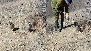 Шикори Кабк Keklik avi Охота на куропаток Partridge hunting Kabk shikar شکار کبک Chukar avi