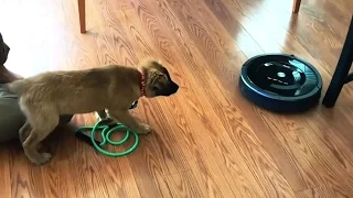 Dogs vs. Roombas
