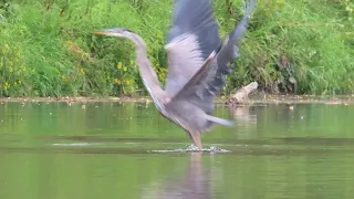 Great Blue Heron catching and eating a fish